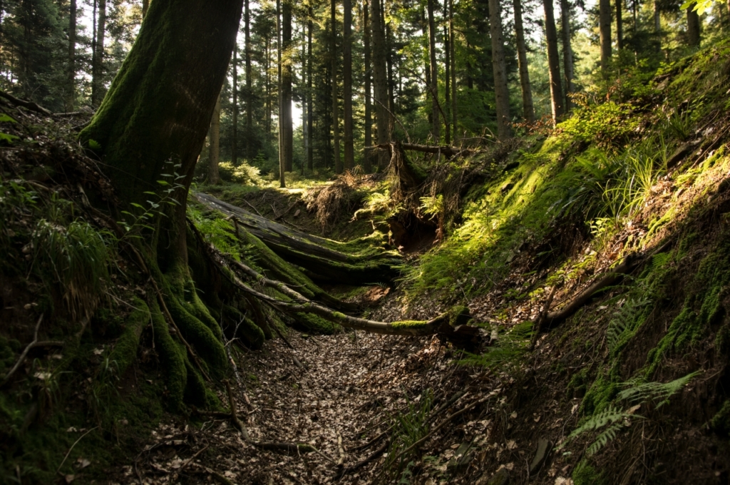 ehemaliger Hohlweg zum Stollenmund