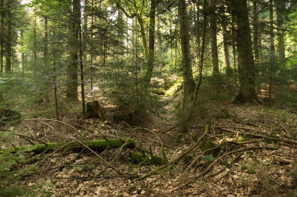 ehemaliger Stollenverlauf im Wald