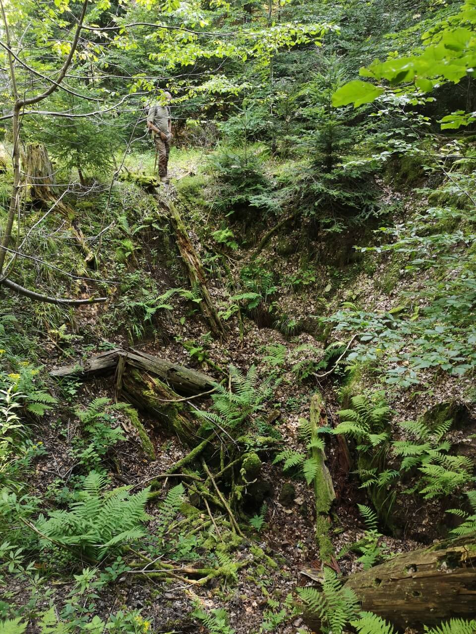 Bergbauspuren im dichten Wald