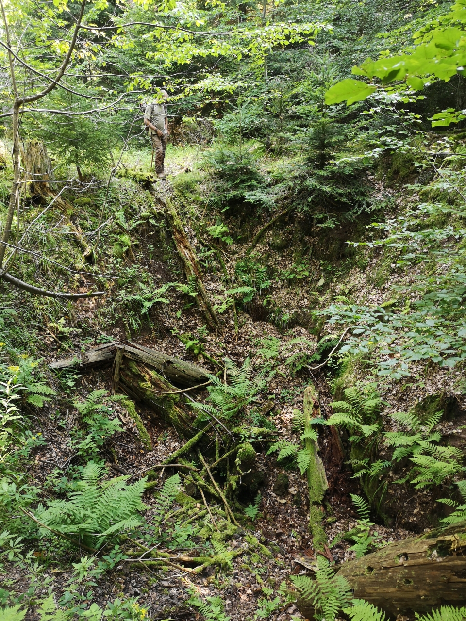 große Einbruchspinge im Wald mit Person als Größenvergleich