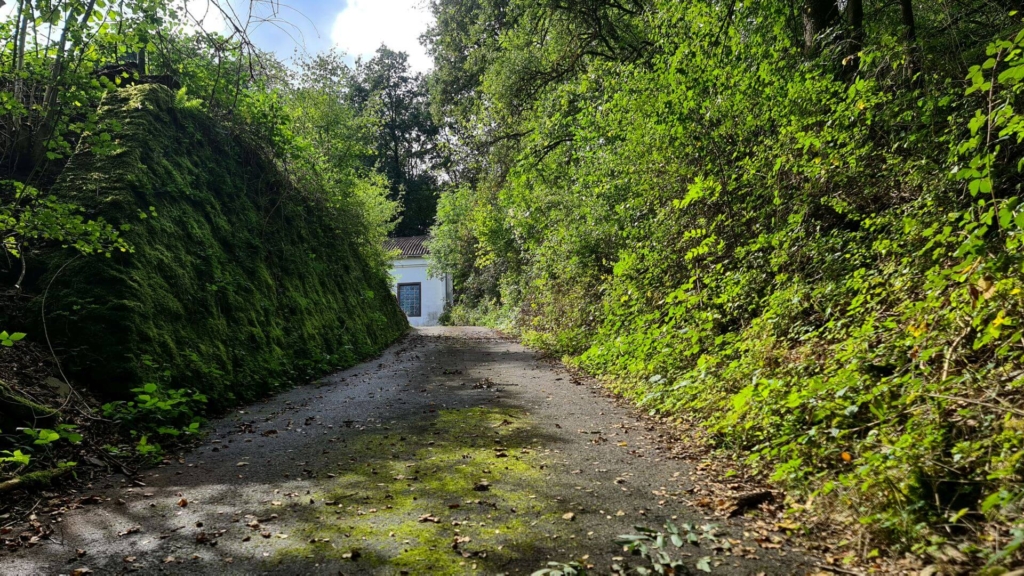 Zeigt die Zufahrt zum ehemaligen Grubengelände. Links eine mit Moos und Farn überwachsenen Trockenmauer.
