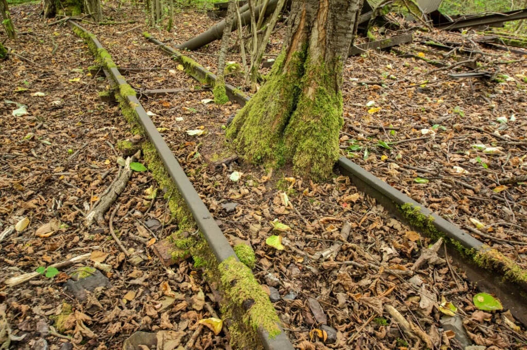 Zeigt moosige Gleise im Außenbereich, zwischen den Schienen wächst ein moosiger Baum.