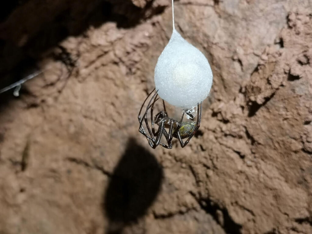 Seidenkokon mit Spinne daran im Stollen