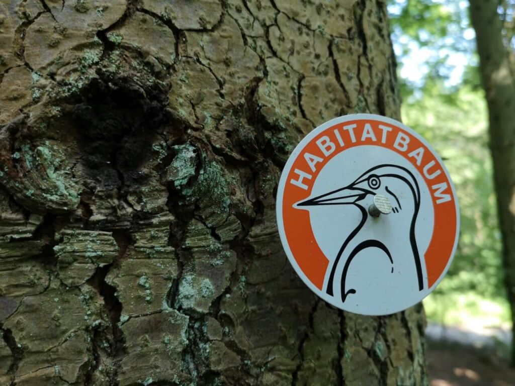 kleines Schild am Baum mit der Aufschrift "Habitatbaum"