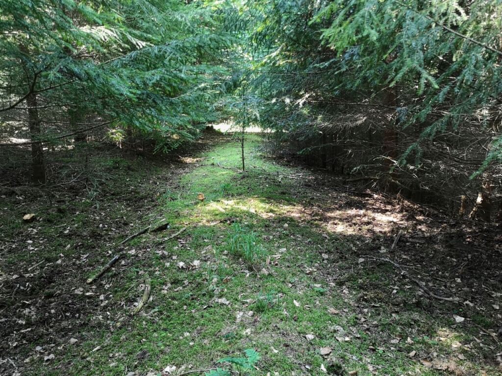 ehemaliger Waldweg