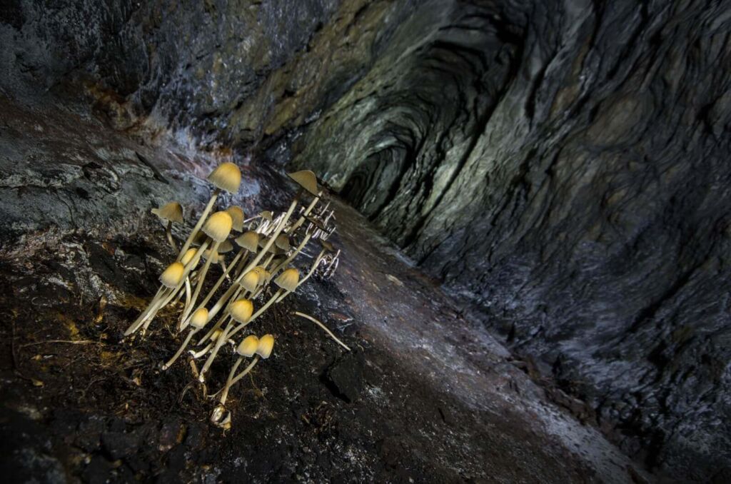 014-blei-zink-erzgrube-tinnitus-pilze