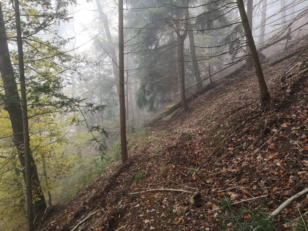 001-erzgang-nebelkopf-nebel-im-wald