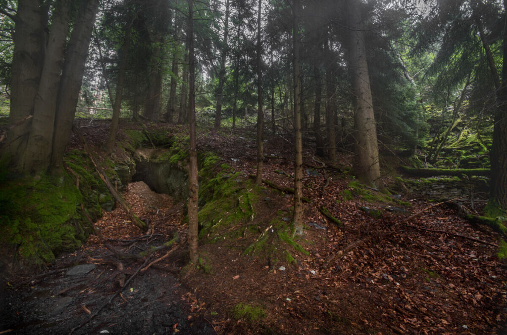 Mundloch im nebligen Wald