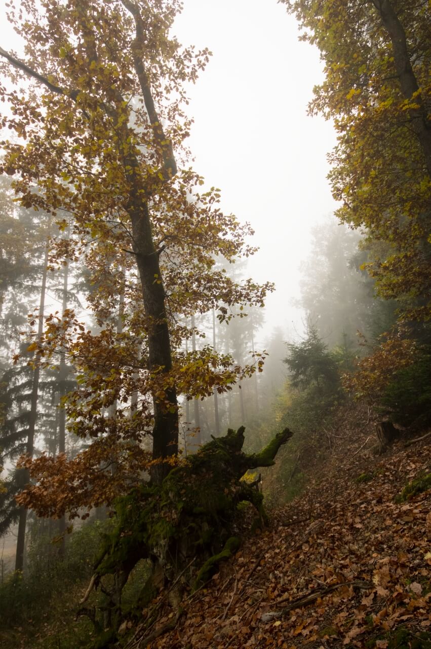 002-erzgang-nebelkopf-nebel-im-wald
