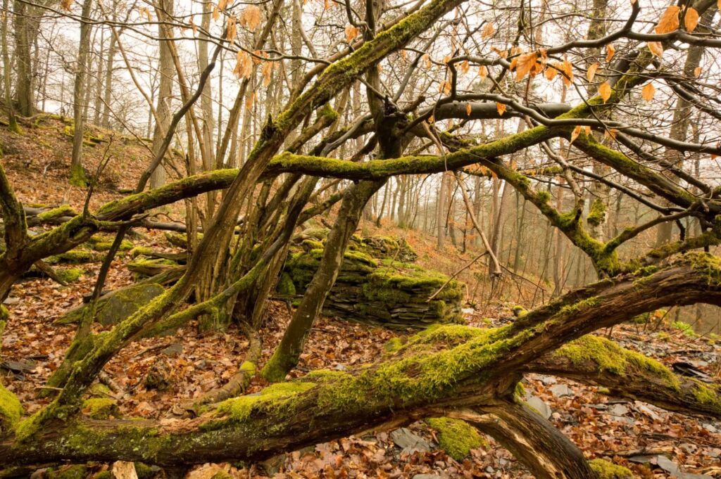 Grundmauern der Grubengebäude im Wald