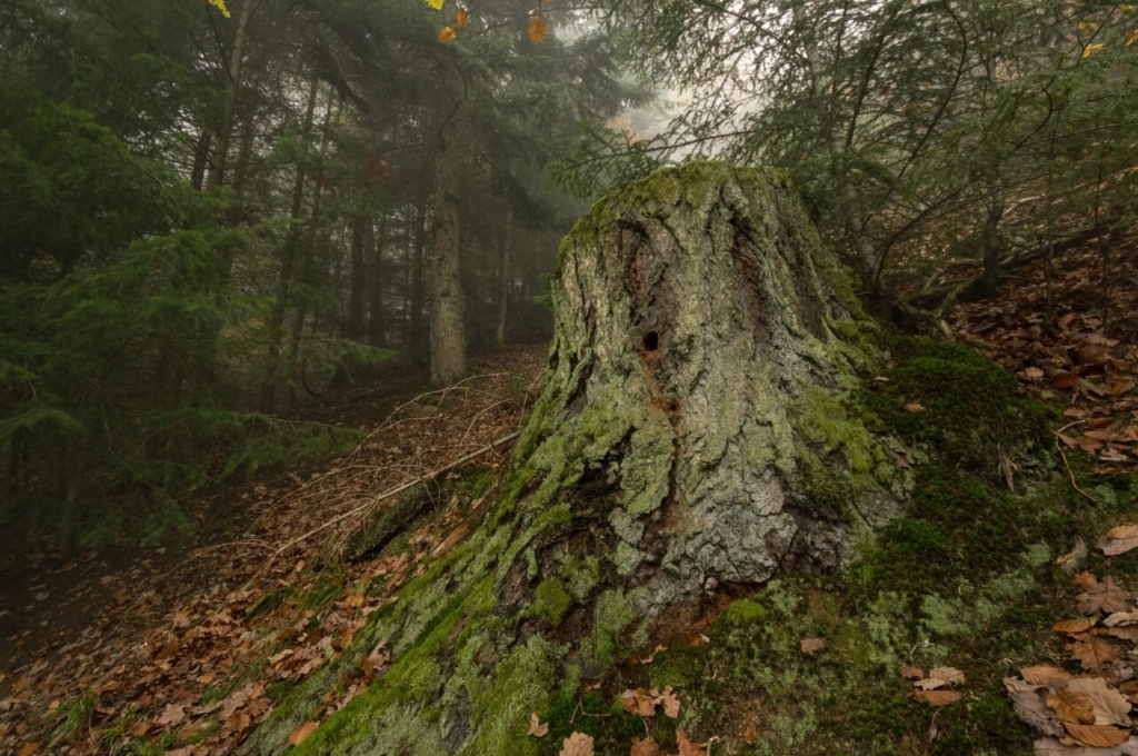 003-erzgang-nebelkopf-nebel-im-wald