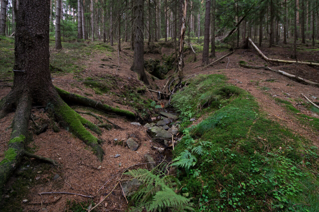 Mundloch einer Goldgrube im Fichtenwald