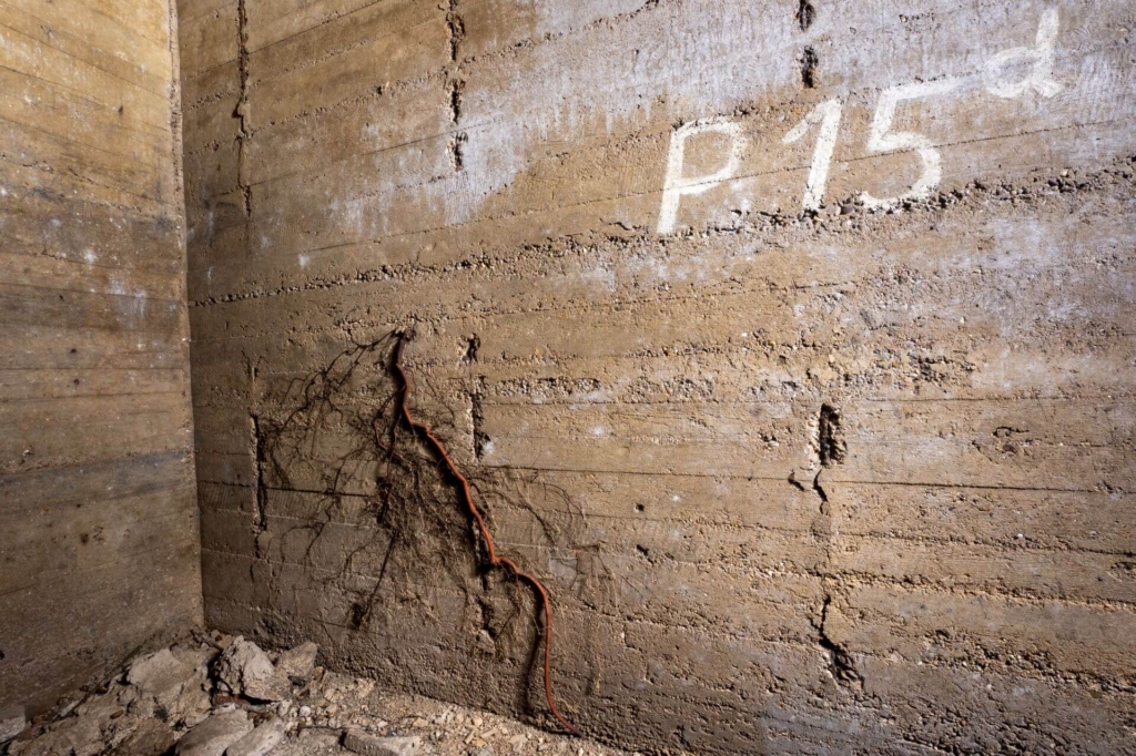Im Treppenhaus brechen braune Wurzeln durch den Beton.